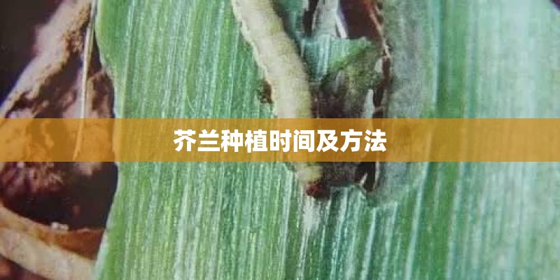 芥兰种植时间及方法
