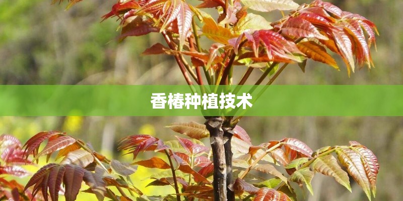 香椿种植技术