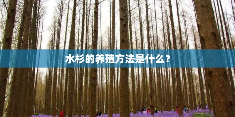 水杉的养殖方法是什么？