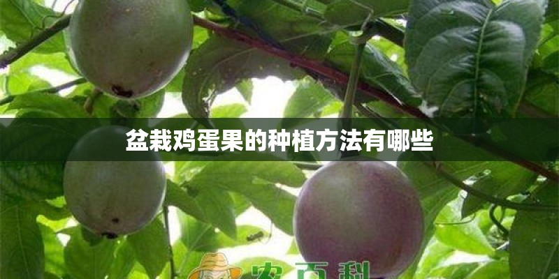 盆栽鸡蛋果的种植方法有哪些