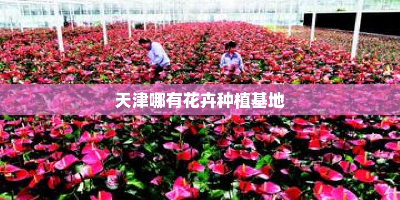 天津哪有花卉种植基地