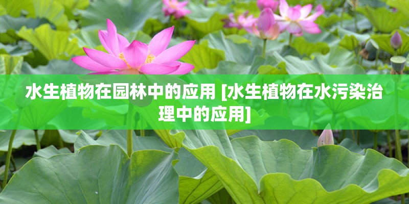 水生植物在园林中的应用 [水生植物在水污染治理中的应用]