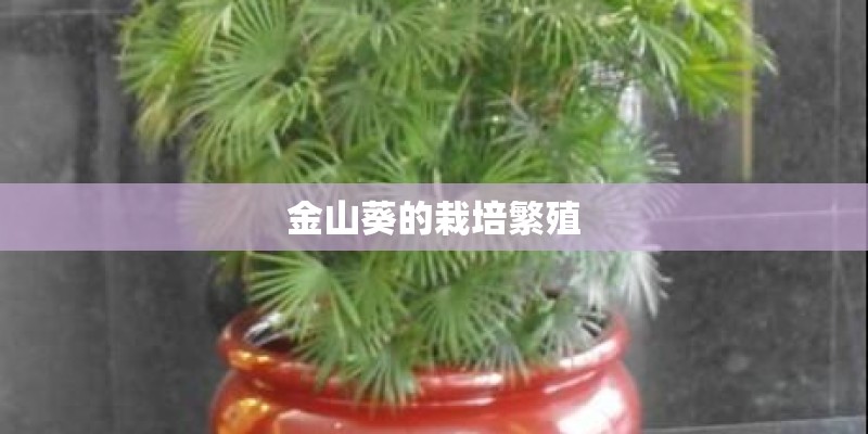 金山葵的栽培繁殖