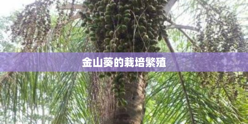 金山葵的栽培繁殖