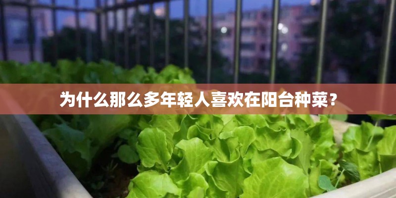 为什么那么多年轻人喜欢在阳台种菜？