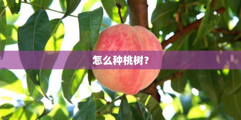 怎么种桃树？