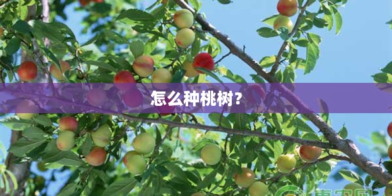 怎么种桃树？