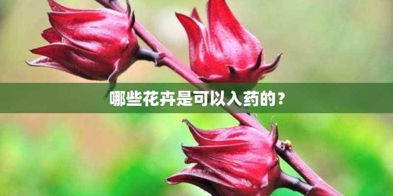 哪些花卉是可以入药的? 哪些花卉是可以入药的?
