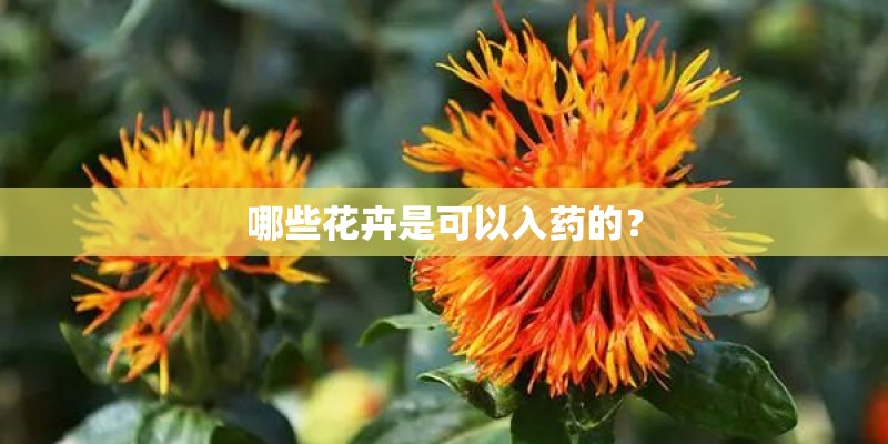 哪些花卉是可以入药的? 哪些花卉是可以入药的?