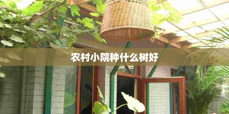 农村小院种什么树好