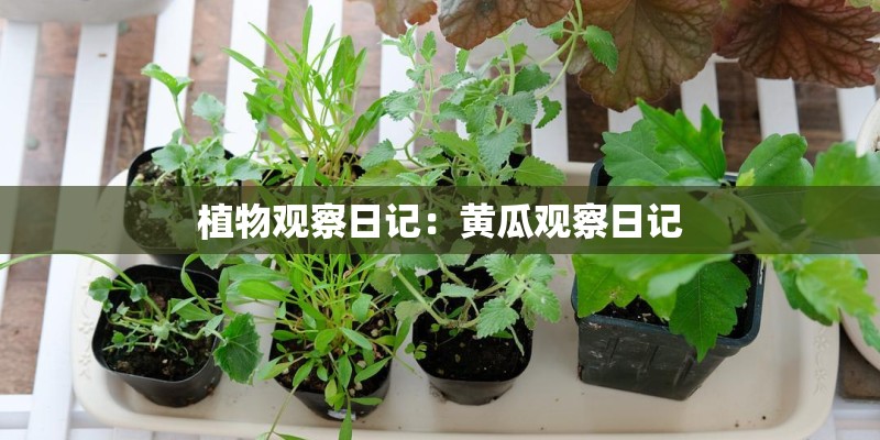 植物观察日记：黄瓜观察日记