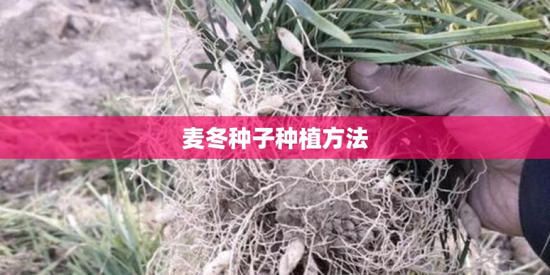 麦冬种子种植方法
