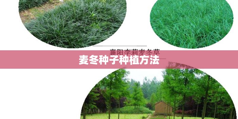 麦冬种子种植方法 麦冬种子种植方法