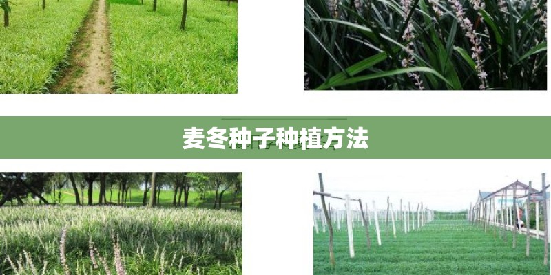 麦冬种子种植方法 麦冬种子种植方法