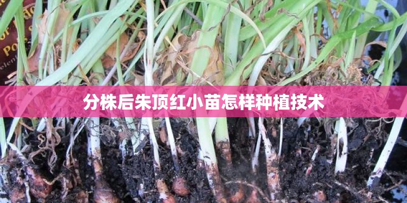 分株后朱顶红小苗怎样种植技术