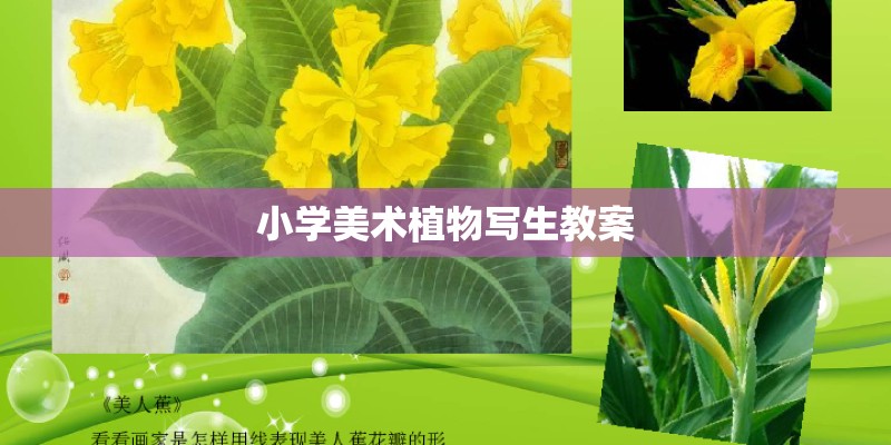 小学美术植物写生教案 小学美术植物写生教案
