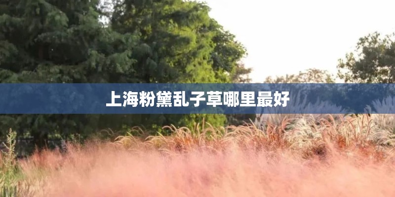 上海粉黛乱子草哪里最好 上海粉黛乱子草哪里最好