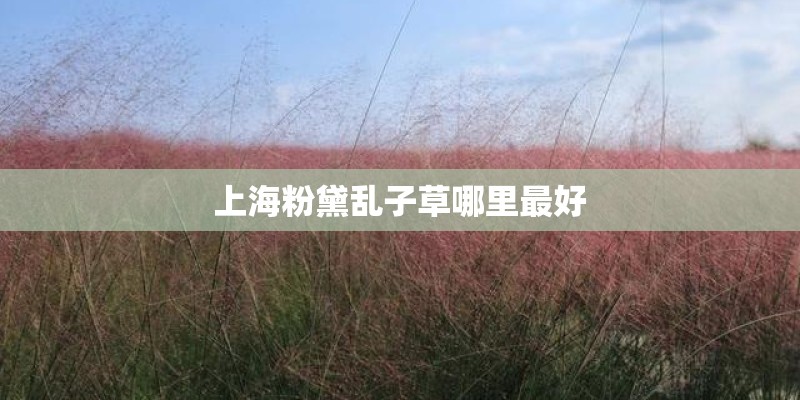 上海粉黛乱子草哪里最好 上海粉黛乱子草哪里最好