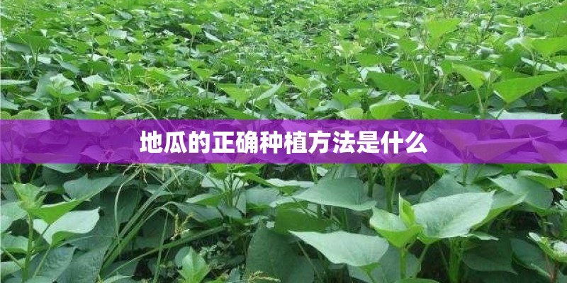地瓜的正确种植方法是什么