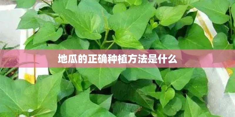 地瓜的正确种植方法是什么 地瓜的正确种植方法是什么