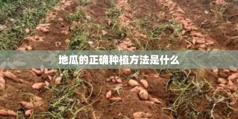 地瓜的正确种植方法是什么 地瓜的正确种植方法是什么