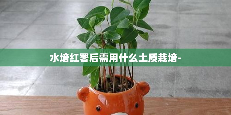 水培红署后需用什么土质栽培-