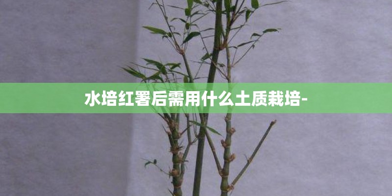 水培红署后需用什么土质栽培- 水培红署后需用什么土质栽培-