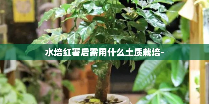 水培红署后需用什么土质栽培- 水培红署后需用什么土质栽培-