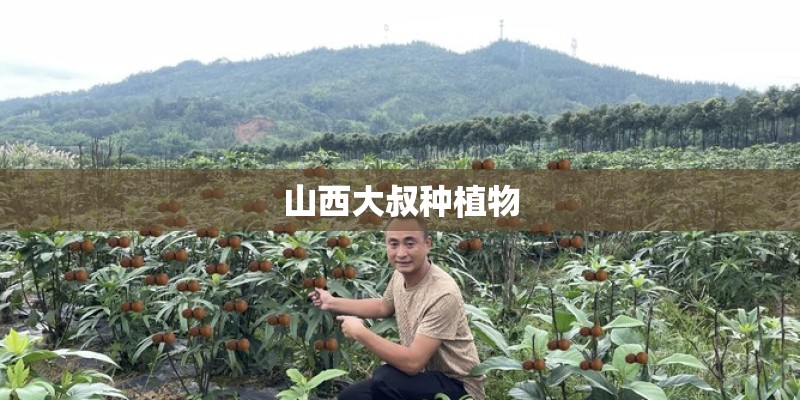 山西大叔种植物