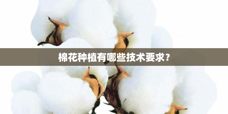 棉花种植有哪些技术要求？
