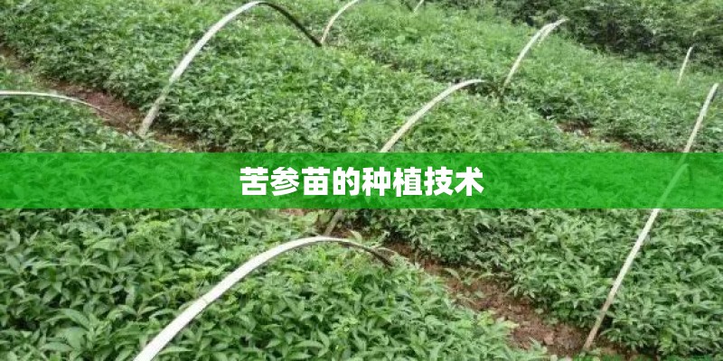 苦参苗的种植技术