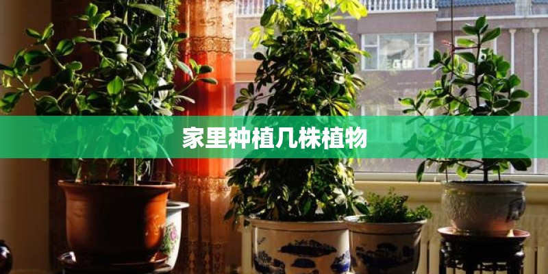 家里种植几株植物 家里种植几株植物