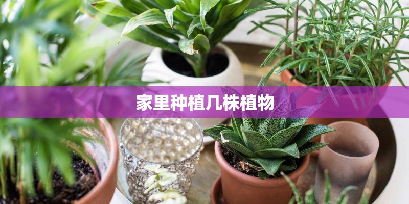 家里种植几株植物 家里种植几株植物