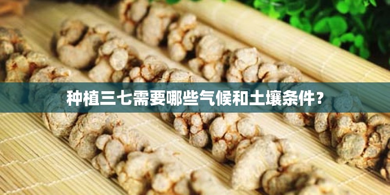 种植三七需要哪些气候和土壤条件？