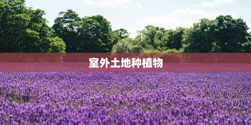 室外土地种植物