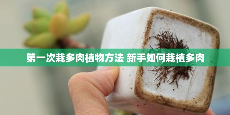 第一次栽多肉植物方法 新手如何栽植多肉 第一次栽多肉植物方法 新手如何栽植多肉