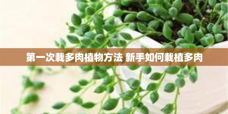 第一次栽多肉植物方法 新手如何栽植多肉 第一次栽多肉植物方法 新手如何栽植多肉