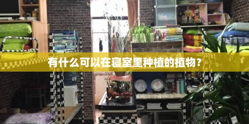有什么可以在寝室里种植的植物？