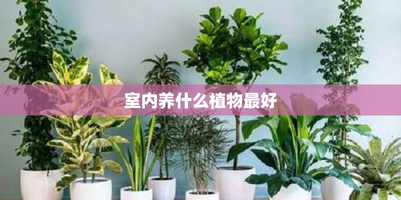 室内养什么植物最好