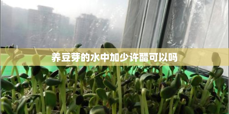 养豆芽的水中加少许醋可以吗