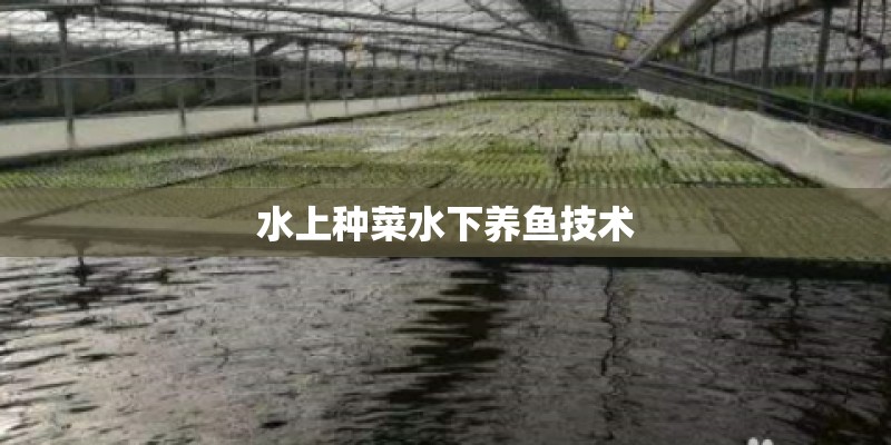 水上种菜水下养鱼技术