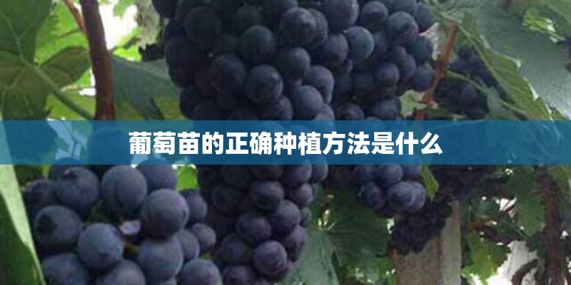葡萄苗的正确种植方法是什么