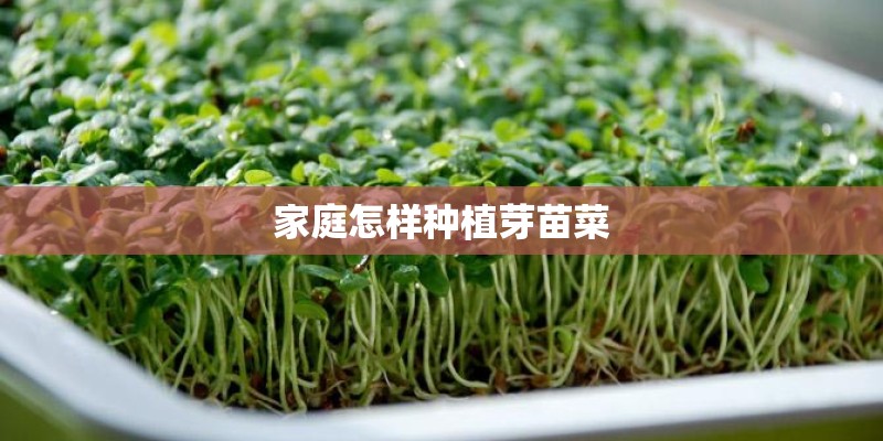 家庭怎样种植芽苗菜