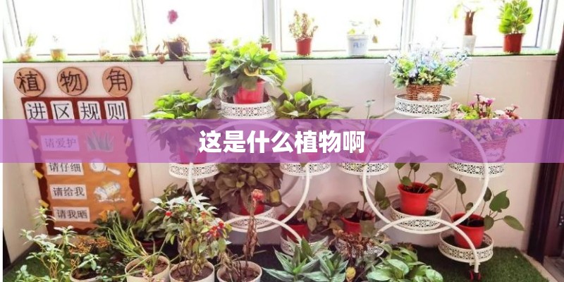 这是什么植物啊