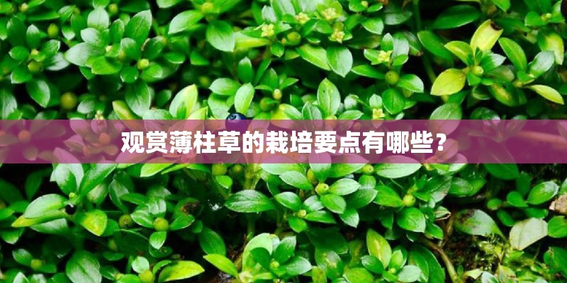 观赏薄柱草的栽培要点有哪些？