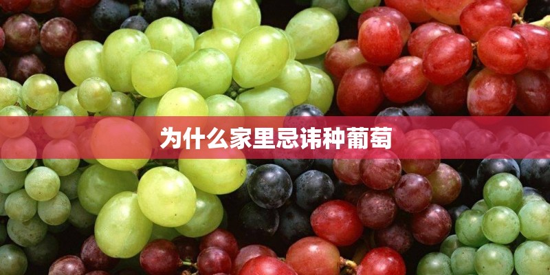 为什么家里忌讳种葡萄