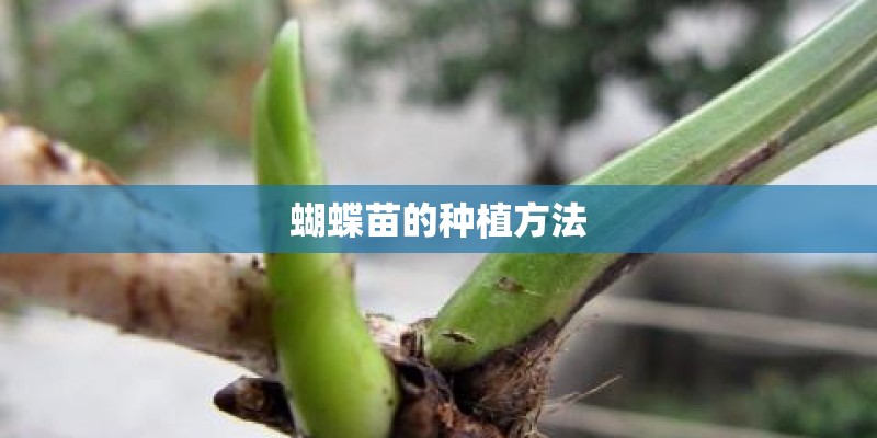 蝴蝶苗的种植方法