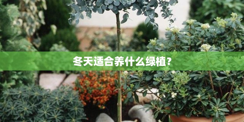 冬天适合养什么绿植？