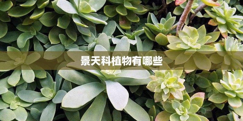 景天科植物有哪些