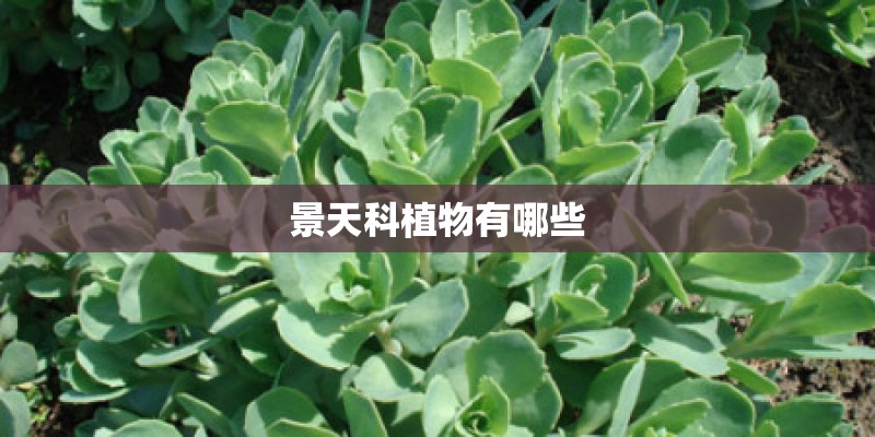 景天科植物有哪些